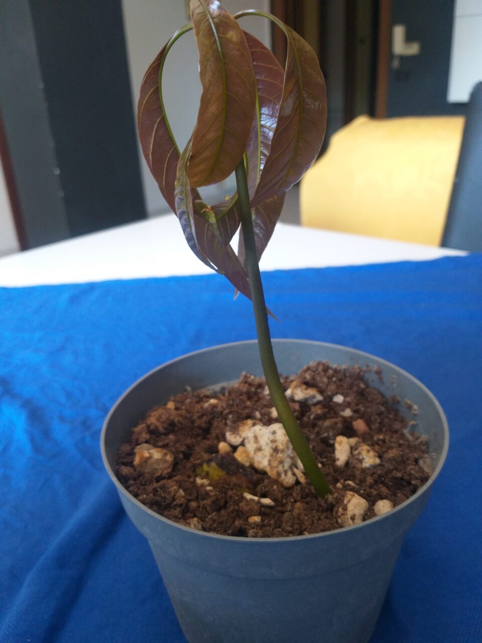 piantare un mango dal seme