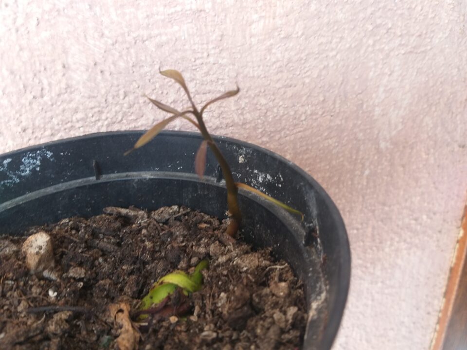 come fare crescere un mango dal seme